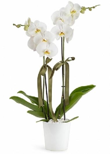 İki Dal Orkide Beyaz